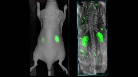 Fluorescent vs PA contrast agent