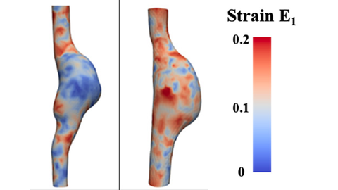Representative end of study images of 3D strain in mouse AAA model (Cebull et al. 2019)