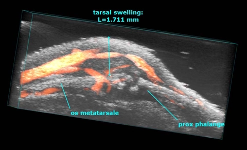 2100-mouse-arthritis-pae-bone-erosion.jpg