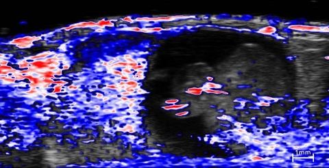 Embryo-oxyhemo-3D-100%-O2.jpg