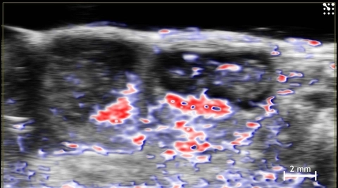 Oxygen Saturation of Mouse Implantation Sites.jpg