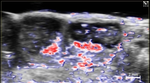 Oxygen Saturation of Mouse Implantation Sites