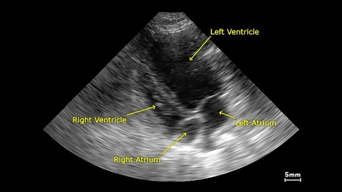 Apical view in a small dog.jpg