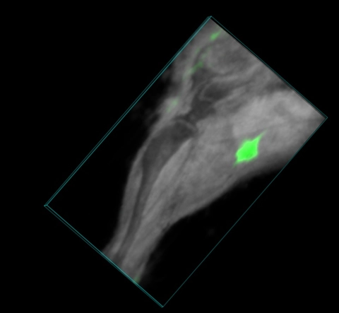 Mouse-hindlimb-with-ICG-in-popliteal-LN.jpg