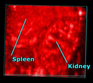 Mouse-spleen-and-kidney-render.jpg
