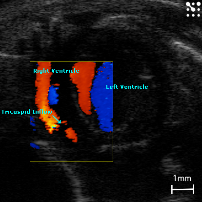 Tricuspid Flow in the Mouse