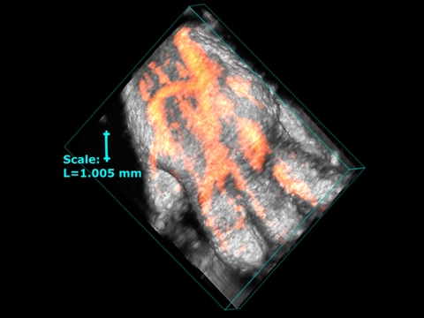 Vascularity in the Mouse Paw