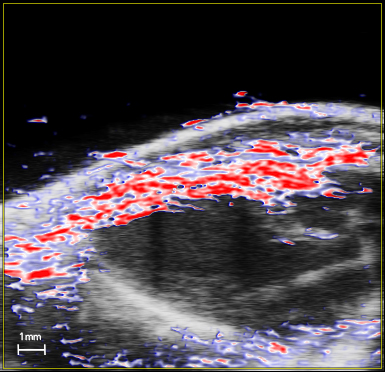 Photoacoustic Image of the Left Ventricle in a Mouse
