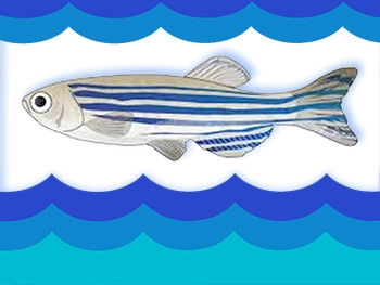 anesthesiologist clipart fish