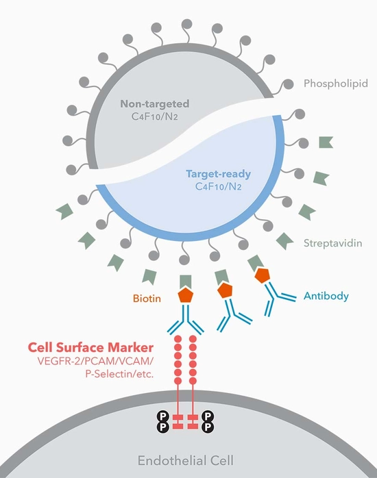 Microbubbles - Biotin Streptavidin Binding