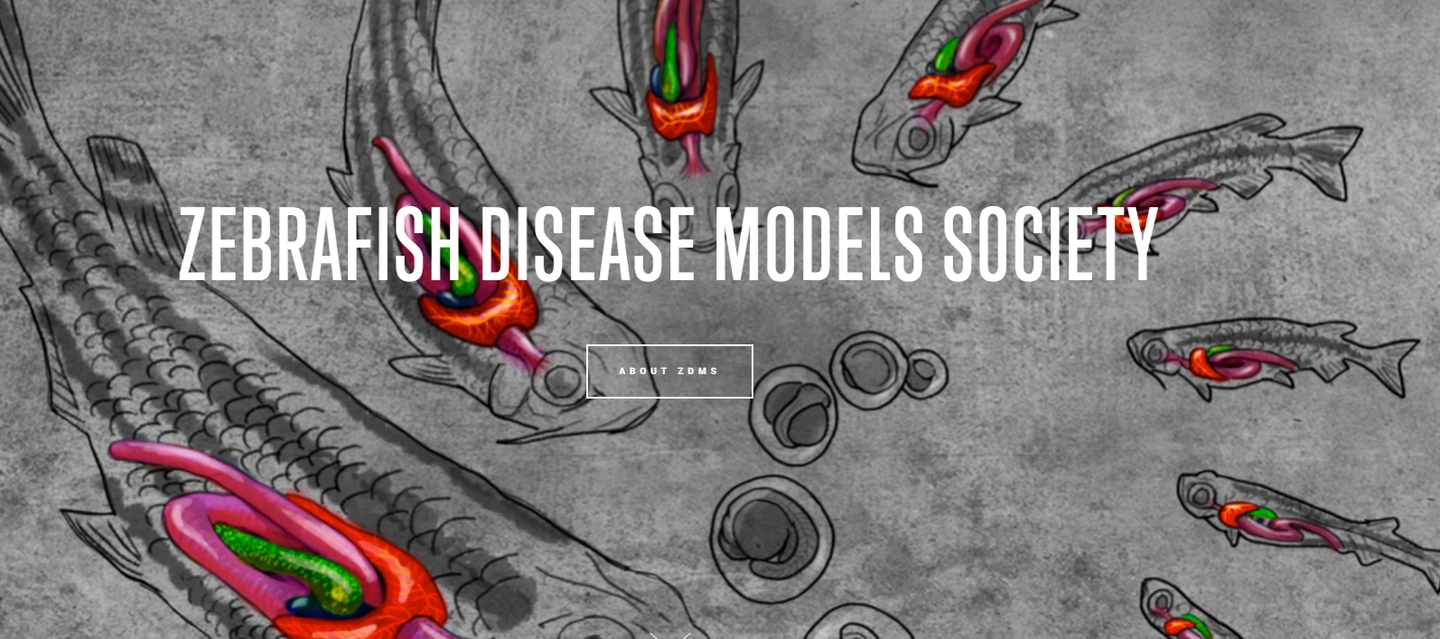 Zebrafish model society